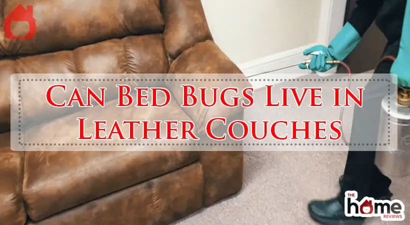 Can Bed Bugs Live in Leather Couches-Fi
