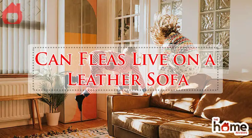 Can Fleas Live on a Leather Sofa-Fi