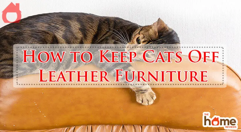 How to Keep Cats Off Leather Furniture-Fi