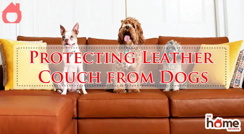 Protecting Leather Couch from Dogs-Fi