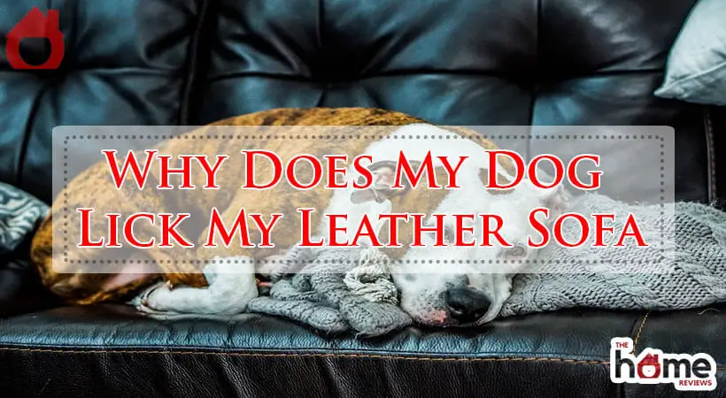 Why Does My Dog Lick My Leather Sofa-Fi