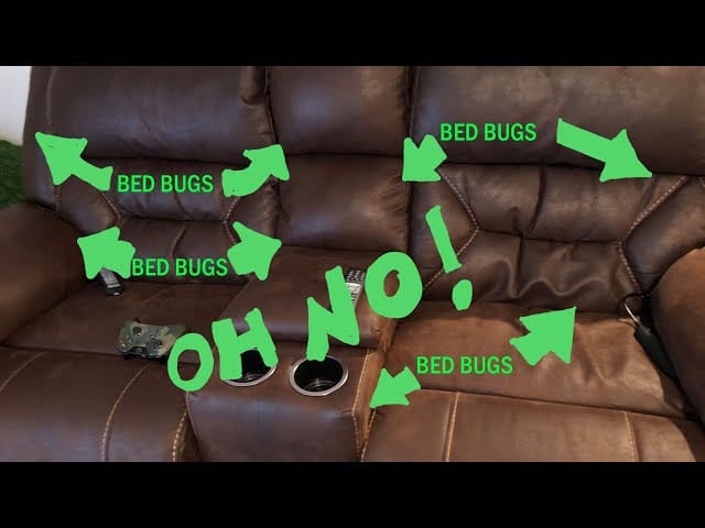 Can Bed Bugs Live in Leather Couches