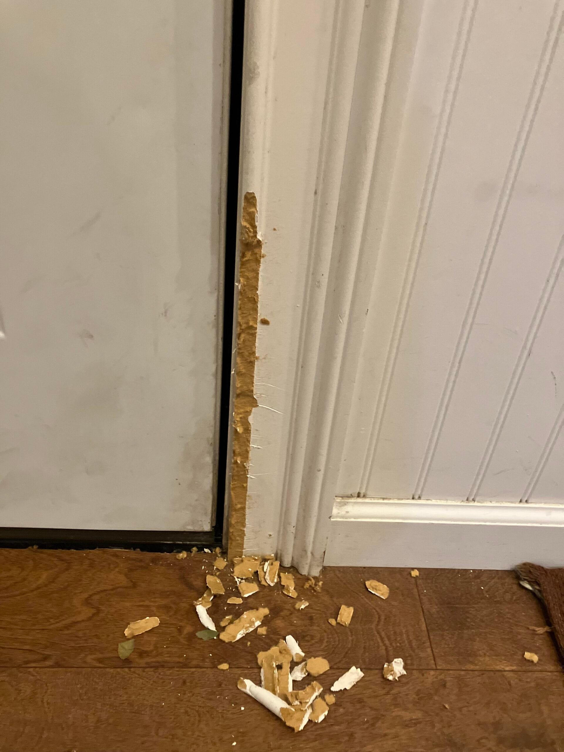 How to Fix Scratches on Door from Dog