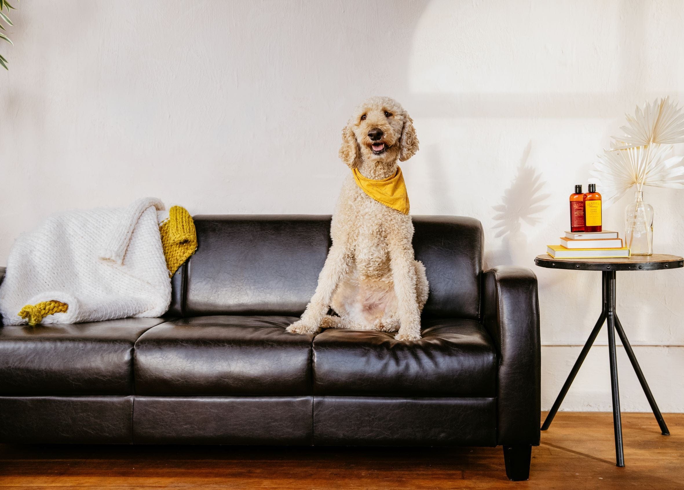 Protecting Leather Couch from Dogs