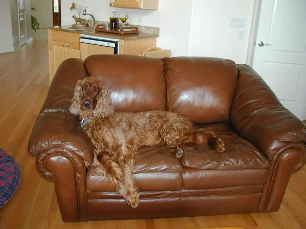 Why Does My Dog Lick My Leather Sofa