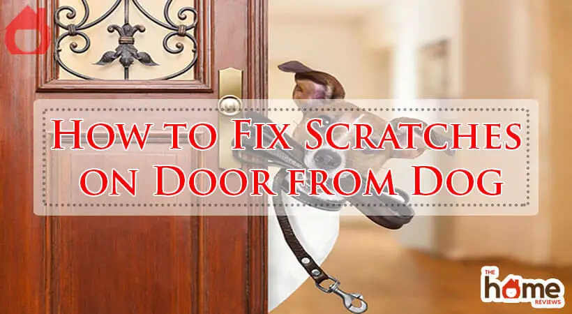 How to Fix Scratches on Door from Dog-Fi