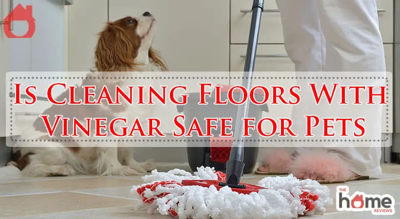 Is Cleaning Floors With Vinegar Safe for Pets-Fi