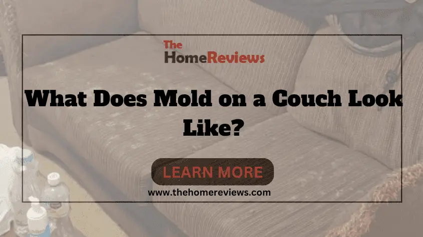 What Does Mold on a Couch Look Like-FI