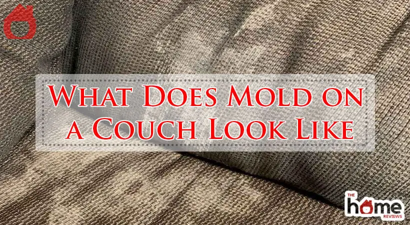 What Does Mold on a Couch Look Like-Fi