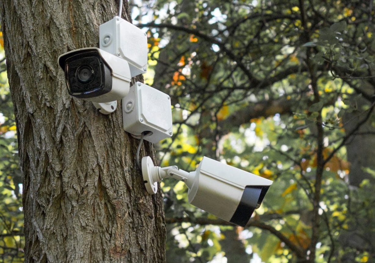 Can You Put Security Cameras on Trees