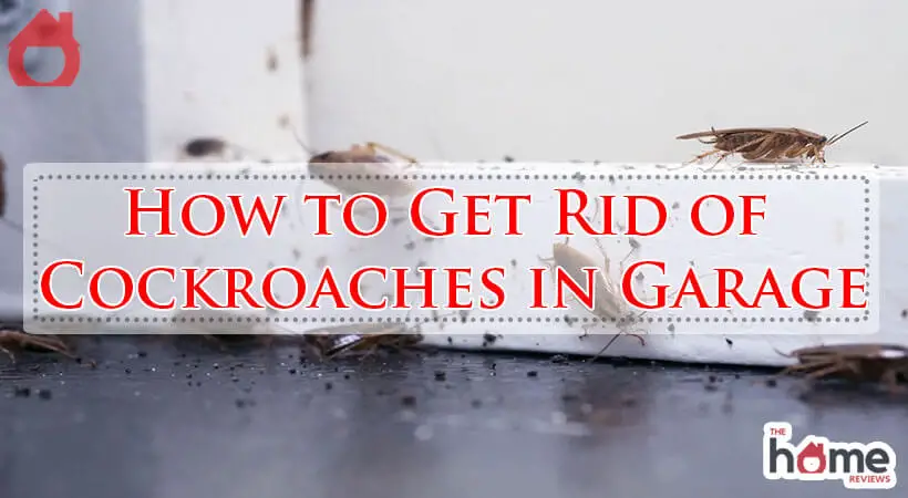 How to Get Rid of Cockroaches in Garage-Fi