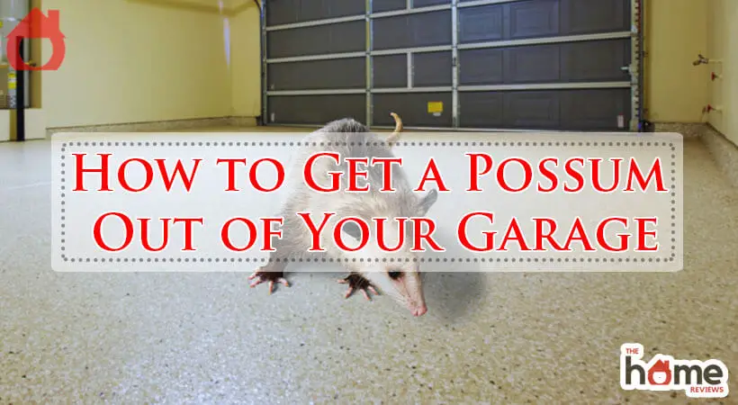 How to Get a Possum Out of Your Garage-Fi