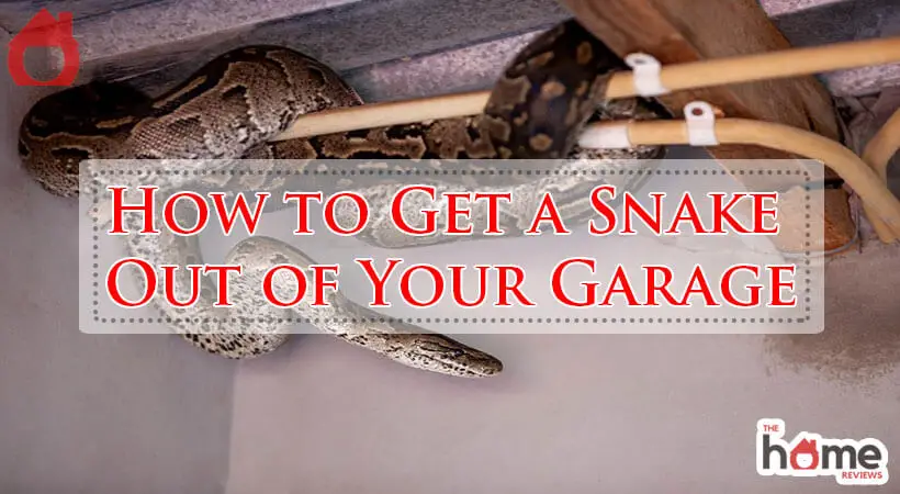 How to Get a Snake Out of Your Garage-Fi