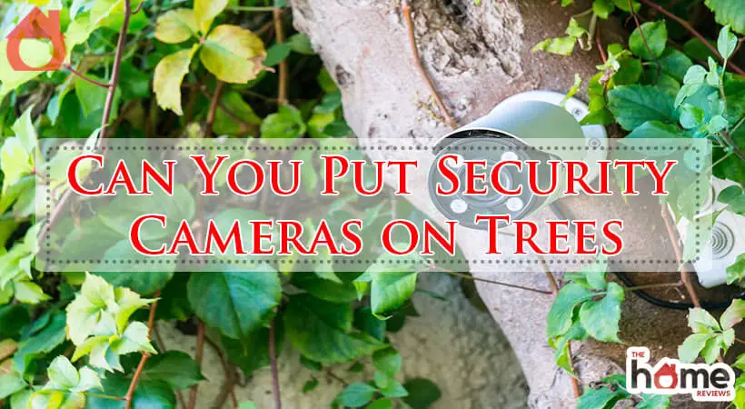 Can You Put Security Cameras on Trees-Fi