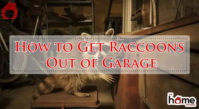 How to Get Raccoons Out of Garage-Fi