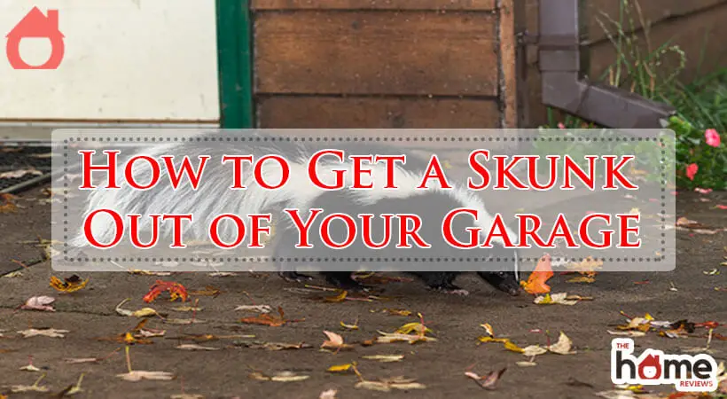 How to Get a Skunk Out of Your Garage-Fi