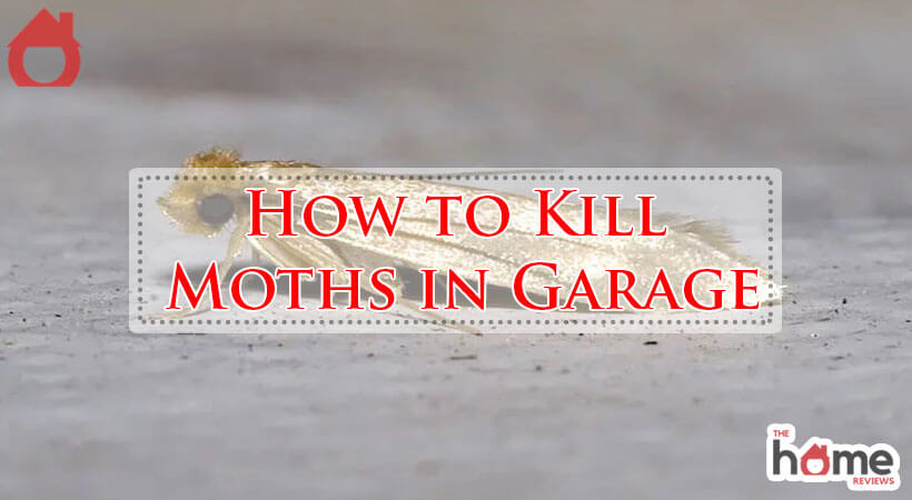 How to Kill Moths in Garage-Fi