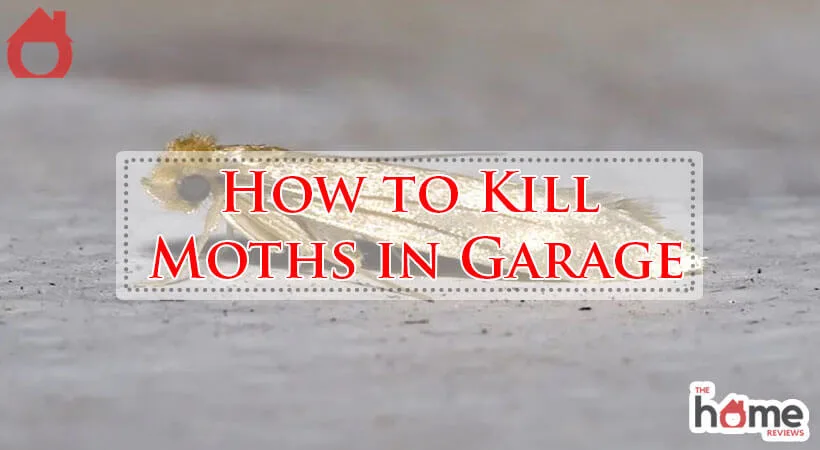 How to Kill Moths in Garage-Fi