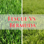 Fescue Vs Bermuda-Fi