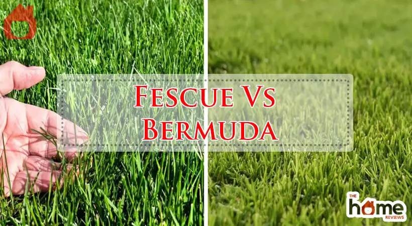 Fescue Vs Bermuda-Fi