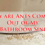 Why are Ants Coming Out of My Bathroom Sink-Fi