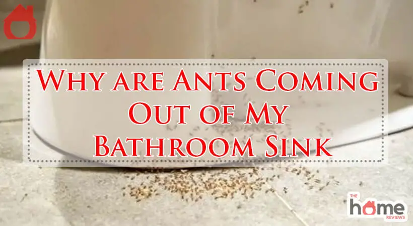 Why are Ants Coming Out of My Bathroom Sink-Fi