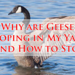 Why are Geese Pooping in My Yard And How to Stop-Fi