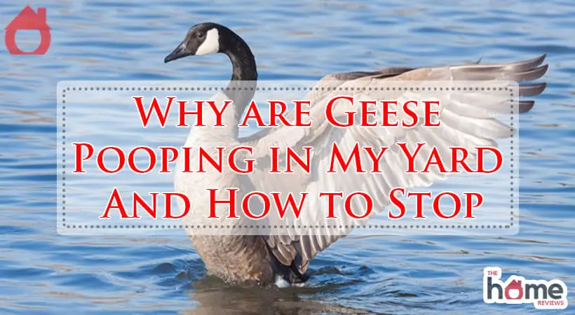 Why are Geese Pooping in My Yard And How to Stop-Fi