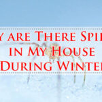 Why are There Spiders in My House During Winter-Fi