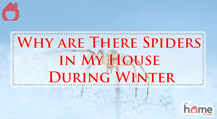 Why are There Spiders in My House During Winter-Fi
