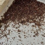Ant Droppings Vs Termite Droppings
