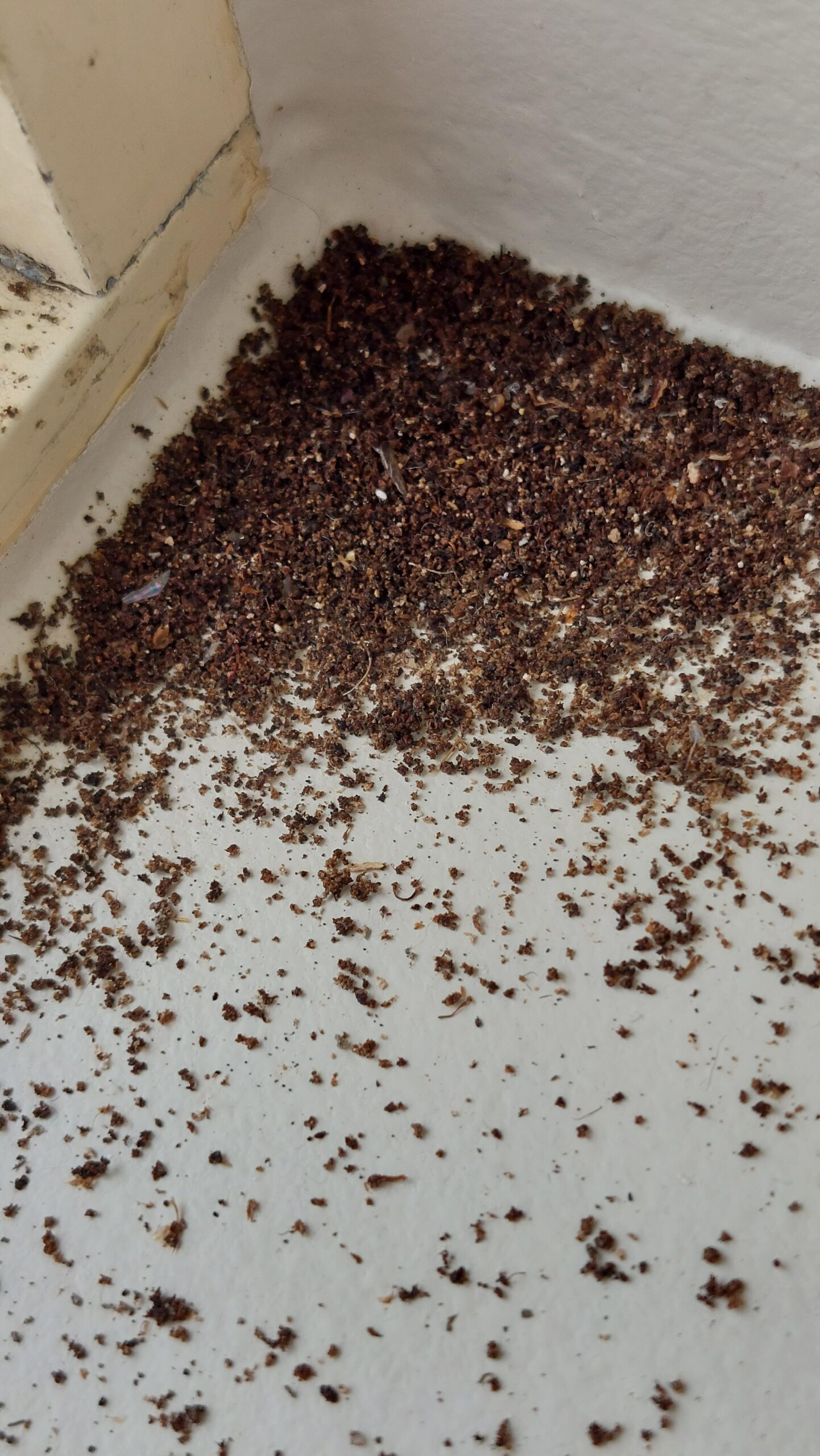 Ant Droppings Vs Termite Droppings