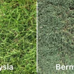 Bermuda Vs Zoysia