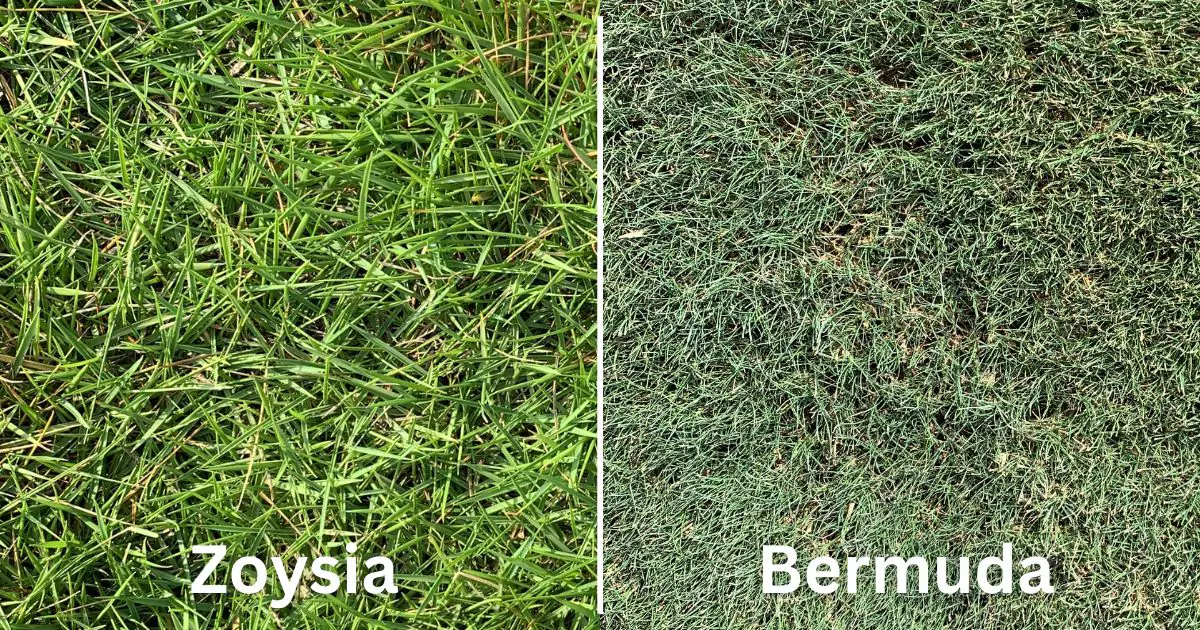 Bermuda Vs Zoysia