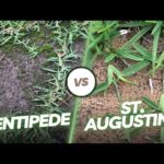 Centipede Grass Vs St Augustine