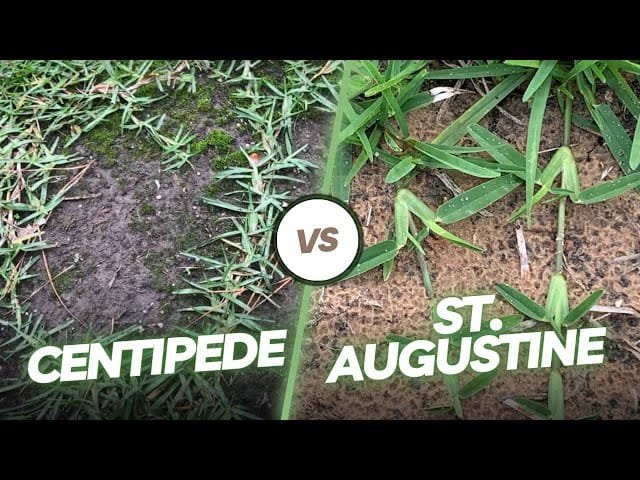 Centipede Grass Vs St Augustine