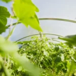 Clear Vs White Greenhouse Plastic
