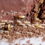 Cockroach Nest Smell