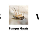 Fruit Flies Vs Drain Flies