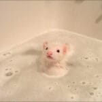 House Smells Like Ferret