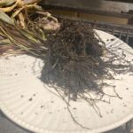 House Smells Like Potting Soil