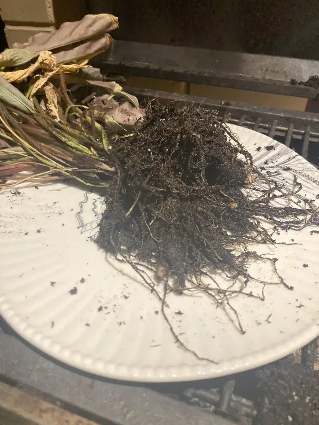 House Smells Like Potting Soil