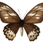 House Suddenly Smells Like Mothballs