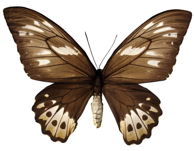 House Suddenly Smells Like Mothballs