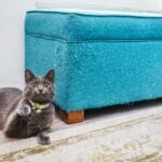 How to Stop Cats from Scratching Furniture
