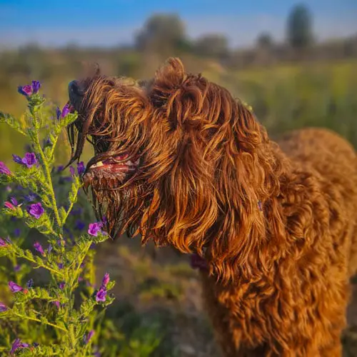 How to Stop Your Dogs from Eating Your Plants