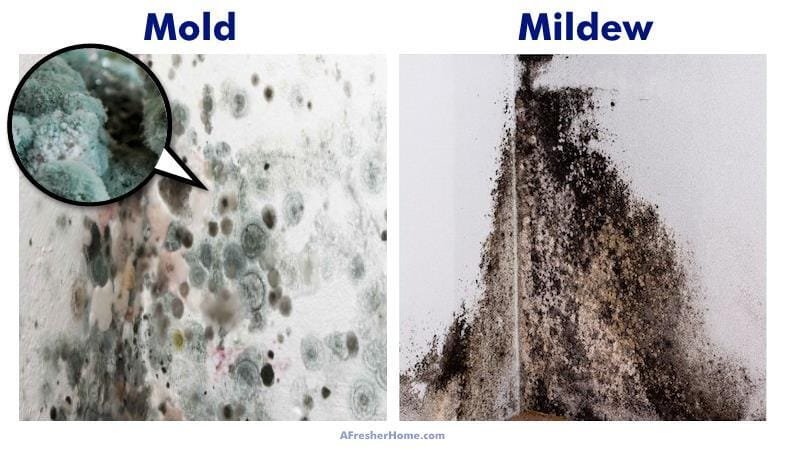 Mold Vs Mildew
