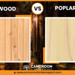 Poplar Vs Pine