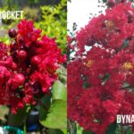 Red Rocket Crape Myrtle Vs Dynamite