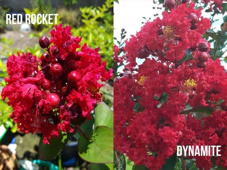 Red Rocket Crape Myrtle Vs Dynamite